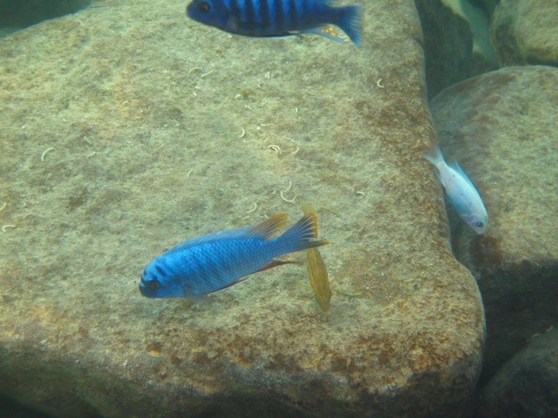 Labeotropheus fuelleborni 'Thumbi West Island'